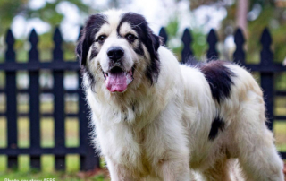 Nominations open for 2026 Farm Dog of the Year contest Does your pup have what it takes to be Farm Dog of the Year? Enter American Farm Bureau's contest! The winner takes home $5,000 and a year’s worth of Purina dog food.