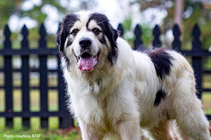 Nominations open for 2026 Farm Dog of the Year contest Does your pup have what it takes to be Farm Dog of the Year? Enter American Farm Bureau's contest! The winner takes home $5,000 and a year’s worth of Purina dog food.