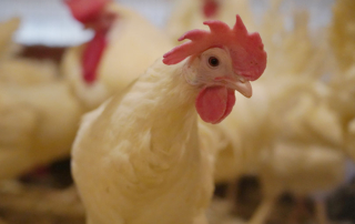 Poultry vaccination a possibility for combating HPAI A vaccination for poultry could be possible to help combat avian influenza, but there are challenges to a nationwide vaccination strategy.