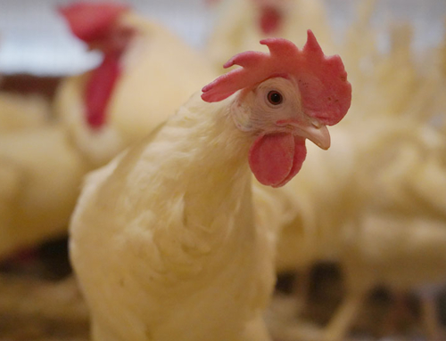 Poultry vaccination a possibility for combating HPAI