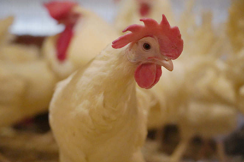 Poultry vaccination a possibility for combating HPAI A vaccination for poultry could be possible to help combat avian influenza, but there are challenges to a nationwide vaccination strategy.