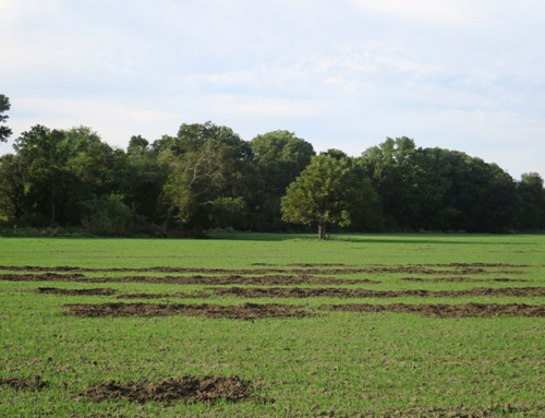 Feral hogs cost U.S. ag over $1.6 billion in annual losses