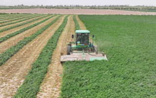 Alfalfa grows in the dry, arid climate of Far West Texas In the high desert heat of Far West Texas, where cotton stretches across the fields and pecan trees sway under the sun, there’s another crop making its mark—alfalfa.