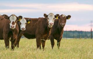 Texas Farm Bureau members can expand their beef industry knowledge at the 71st Annual Texas A&M Beef Cattle Short Course and save on the registration fee using their member benefits.