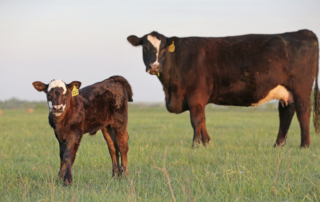 Recent rains have improved pasture and rangeland conditions in parts of Texas, but lingering drought still remains.