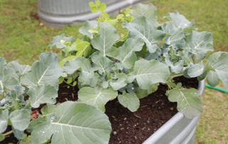 TFB garden grant available to homeschool classrooms Homeschool educators can cultivate an interest in agriculture for students through Texas Farm Bureau’s Homeschool Garden Grant Program.