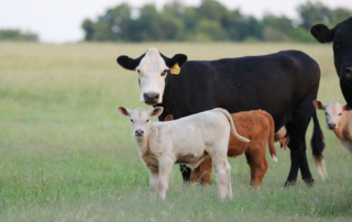Favorable pasture, rangeland conditions across the Lone Star State The Texas spring brought an abundant amount of rain across much of the state, bringing favorable pasture and rangeland conditions going into a hot and dry summer.