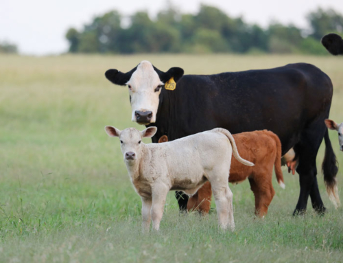 Favorable pasture conditions across Lone Star State