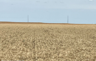 Texas wheat harvest sees mixed yields Rain delays, rising costs and wide-ranging yields made for an unpredictable wheat harvest in Childress.