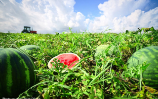 Texas watermelon growers are harvesting a sweet crop, but low market prices are leaving bitter aftertaste.