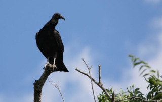 Black Vulture Relief Act clears U.S. House committee The Black Vulture Relief Act of 2025 advanced through the U.S. House Natural Resources Committee earlier this month, bringing farmers and ranchers one step closer to stronger protections for their livestock.