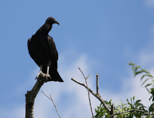 Black Vulture Relief Act clears U.S. House committee