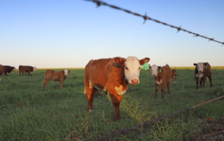 Preventing pinkeye in cattle with fly control As summer heats up, so does the threat of pinkeye in cattle, but with proper fly control, ranchers can reduce the risk and impact on their herds.