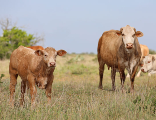 USDA to gradually reopen border to Mexican cattle