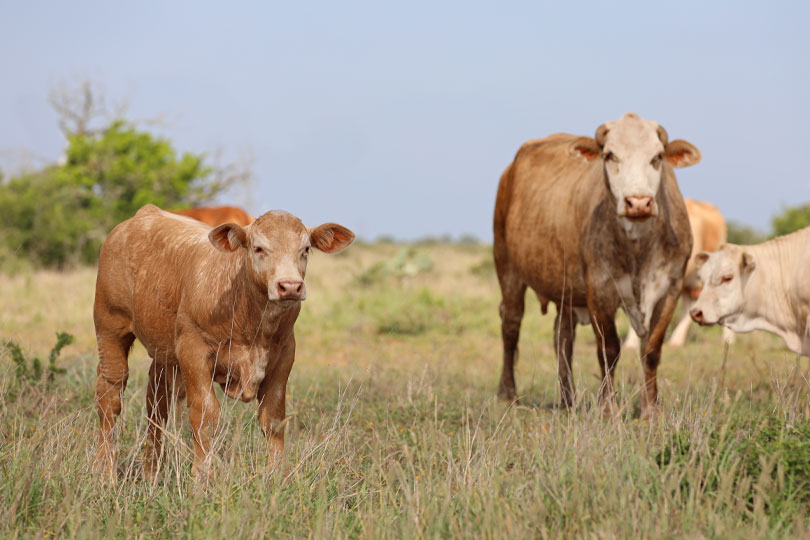 USDA to gradually reopen border to Mexican cattle Livestock imports from Mexico will soon resume under a phased reopening plan announced this week by U.S. Secretary of Agriculture Brooke Rollins.
