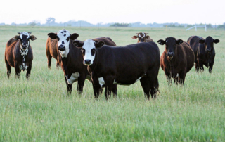 July cattle inventory report shows numbers still down The latest cattle inventory report indicates historically tight supplies will stay around for a while.