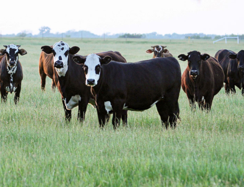 July cattle inventory report shows numbers still down