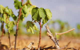 USDA launches crop disaster relief program for 2023-24 losses Farmers who suffered losses due to natural disasters in 2023 and 2024 can begin applying for disaster aid payments through the package Congress passed in December.