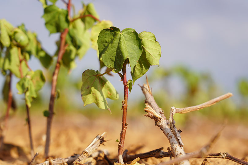 USDA launches crop disaster relief program for 2023-24 losses Farmers who suffered losses due to natural disasters in 2023 and 2024 can begin applying for disaster aid payments through the package Congress passed in December.