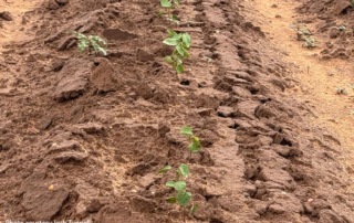 Drought, wind and low prices challenge West Texas cotton growers West Texas cotton fields are off to a rough start as drought and wind delay growth, but farmers remain optimistic.