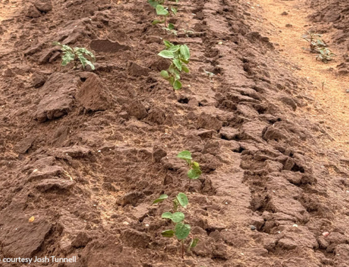 Drought, wind and low prices challenge West Texas cotton farmer