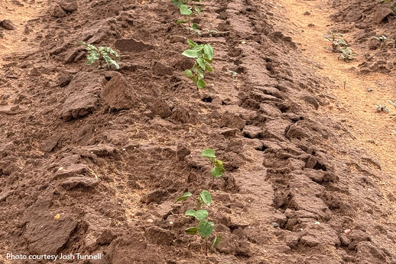 Drought, wind and low prices challenge West Texas cotton growers West Texas cotton fields are off to a rough start as drought and wind delay growth, but farmers remain optimistic.