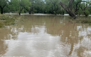 San Saba farmer faces flood damage to pecan orchards, pastures What started as a welcome reprieve from relentless drought turned into disaster as floodwaters swept across San Saba.