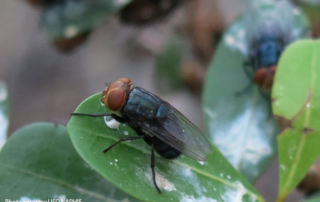 Lawmakers urge fast-track approval of screwworm treatments for livestock A group of Congressional lawmakers are calling on federal agencies to fast-track approvals of anti-parasitic treatments for livestock in response to the growing threat of the New World screwworm.