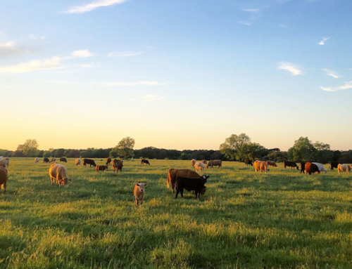 New online rangeland ecology course available