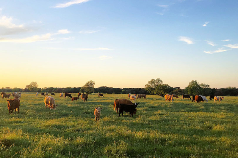 New online rangeland ecology course available The Texas A&M AgriLife Extension Service recently launched a free course designed for landowners and natural resource professionals to learn more about rangeland ecosystems.