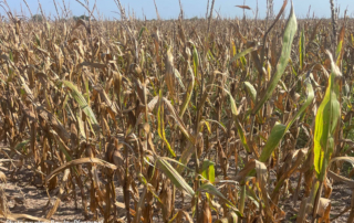 Drought, heat take toll on Guadalupe County harvest Drought conditions and relentless heat have left Guadalupe County farmer Ray Joy Pfannstiel facing one of the toughest harvests.