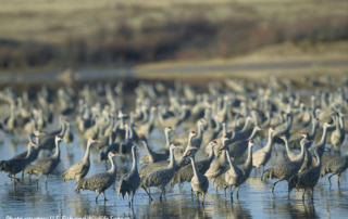 FWS withdraws Muleshoe National Wildlife Refuge expansion plan The U.S. Fish and Wildlife Service withdrew its Land Protection Plan expansion for the Muleshoe National Wildlife Refuge in the Texas Panhandle.