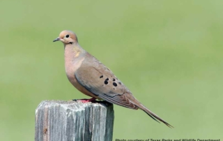 Abundance of dove expected for 2025 hunting season Texas Parks and Wildlife Department reports there will be an excellent population of dove in Texas for the 2025 hunting season.