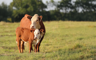Long Range Beef Plan lays roadmap for industry success A new five-year plan was released in July to guide the beef sector through 2030, focusing on sustainability, innovation and long-term viability in a rapidly evolving marketplace.