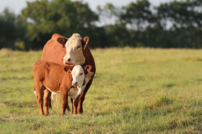Long Range Beef Plan lays roadmap for industry success A new five-year plan was released in July to guide the beef sector through 2030, focusing on sustainability, innovation and long-term viability in a rapidly evolving marketplace.