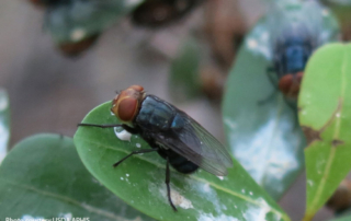 Emergency use of animal drugs approved to combat NWS The U.S. Department of Health and Human Services issued Emergency Use Authorizations for animal drugs to treat or prevent infestations caused by the New World screwworm.