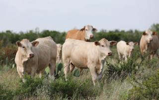 TFB urges strong state role in fight against screwworm Federal action to build a sterile insect production facility in Texas is a significant step forward, but TFB urged state lawmakers to maintain a strong role in preventing and managing the threat of the New World screwworm.