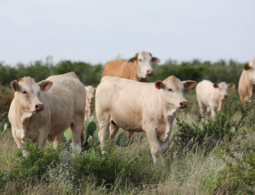 Texas Farm Bureau urges strong state role in fight against screwworm