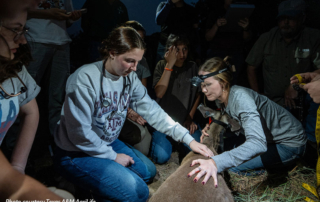 Texas A&M research project focuses on white-tailed deer biology, ecology A new research initiative launched last fall by the Texas A&M University is contributing to a greater understanding of white-tailed deer biology and ecology through systematic field data collection.
