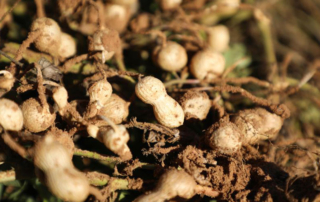 Peanut harvest gets early start in South Texas South Texas peanut farmers began this year’s harvest earlier than usual.