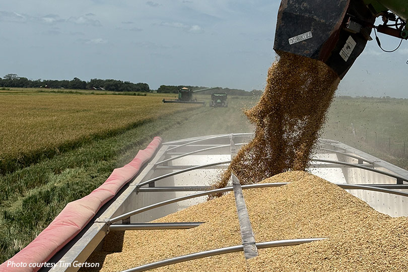 Texas rice growers face low prices, tough outlook Rice harvest is underway in Texas, and growers are facing poor market conditions, high input costs and pest infestations.