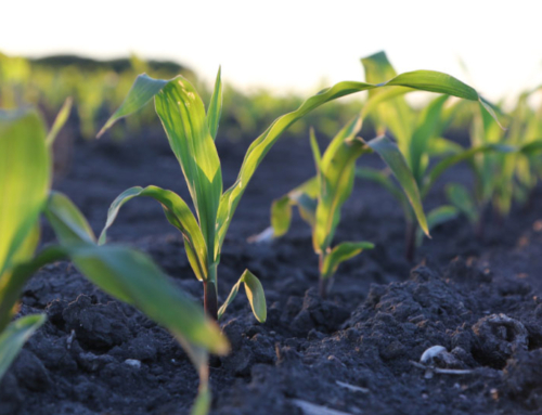 Fertilizer prices on the rise for farmers, ranchers