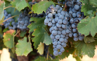 Legacy in the vines: Family farm blends innovation with tradition Two families blend innovation with tradition to bring you wine grapes and a taste of Texas viticulture.