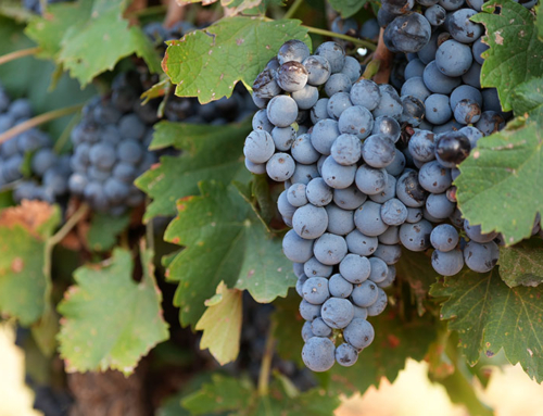 Legacy in the vines: Family farm blends innovation with tradition