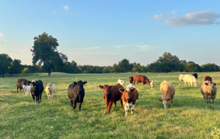 USDA releases 2025 cash rents for Texas cropland, pastureland Cash rents in Texas for pastureland and irrigated and non-irrigated cropland showed slight changes from last year, according to USDA’s rental rates report.