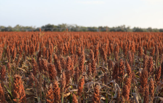 USDA issuing second economic assistance payments to farmers Additional help is on the way for U.S. farmers impacted by economic pressures like high input costs.