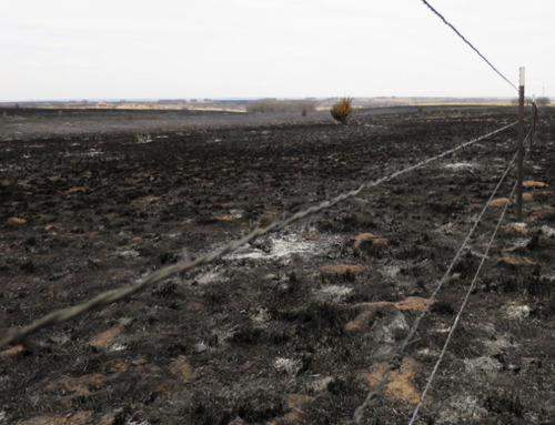 USDA to provide $1 billion in disaster relief for livestock producers