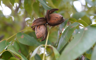 Texas Pecan Month marks a challenging but hopeful harvest October is Texas Pecan Month, a time to celebrate the state’s official health nut, tree and pie. But this year’s celebration comes amid a tough growing season for Texas pecan producers.