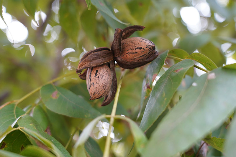 Texas Pecan Month marks a challenging but hopeful harvest October is Texas Pecan Month, a time to celebrate the state’s official health nut, tree and pie. But this year’s celebration comes amid a tough growing season for Texas pecan producers.