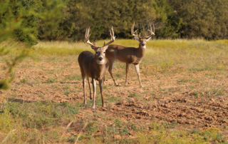 Hunter, landowner awareness can help screwworm early detection Texas hunters and landowners are being asked to stay alert for signs of New World screwworm as hunting season gets underway.